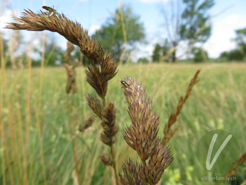 Zweifleck-Weichwanze: Übersicht